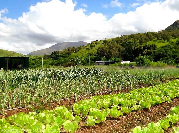 Agriculture biologique en Nouvelle-Calédonie